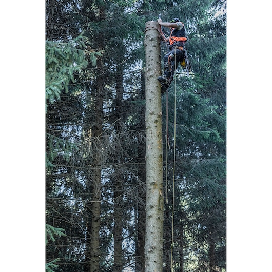 A person wearing safety gear climbs a tall tree trunk in a forest, using ropes and harness equipment.